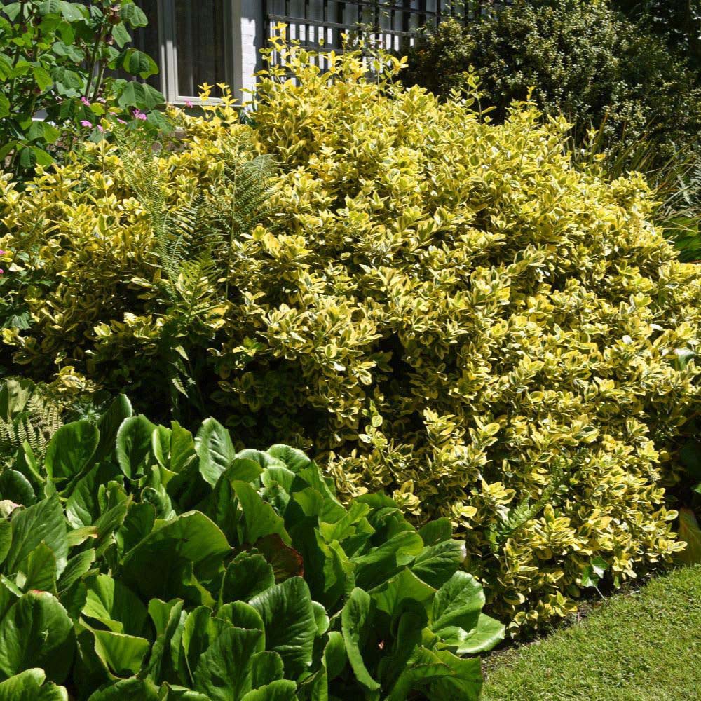 Thompson and Morgan Euonymus Japonicus Ovatus Aureus Plant Pot 9cm Image 2