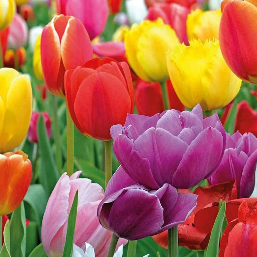 Thompson and Morgan Tulip Majestic Mixed Planting Bulb 80 Pack Image 4