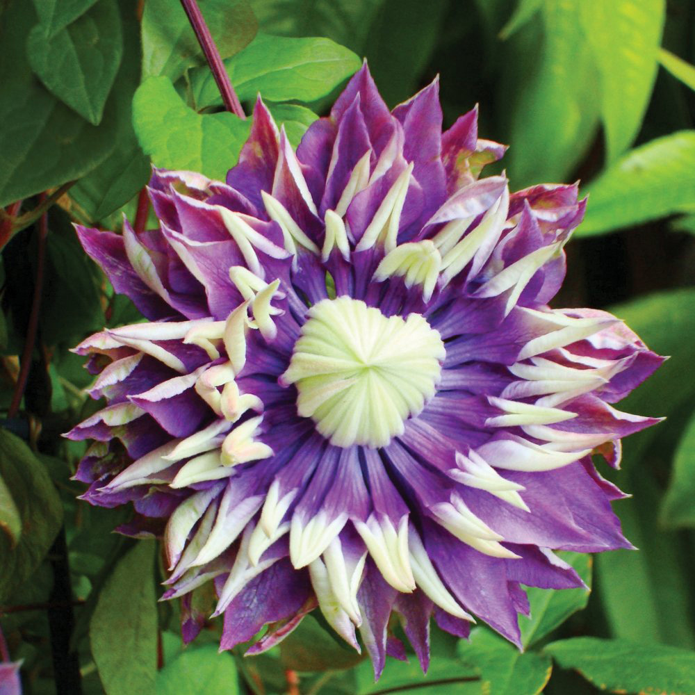 Thompson and Morgan Clematis Florida Taiga Plant Pot 11cm Image 4