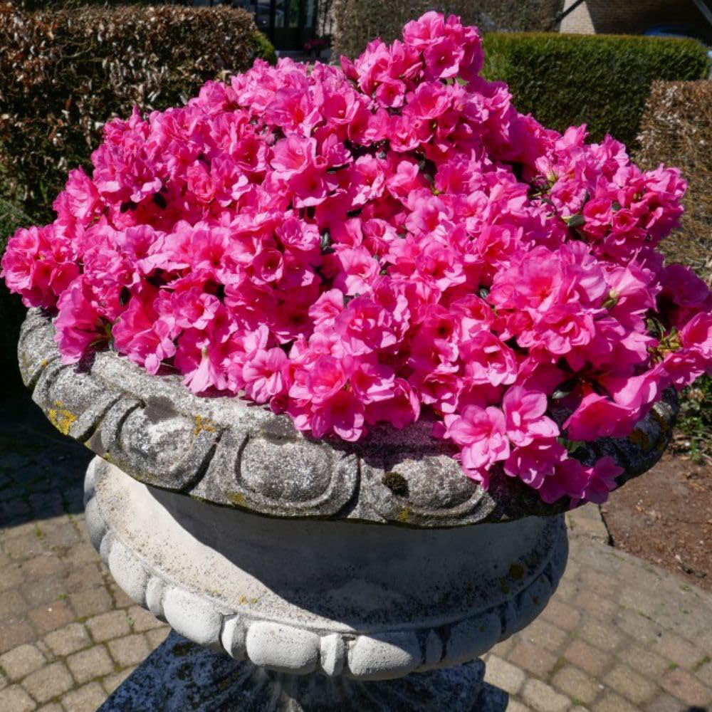 Thompson and Morgan Azalea cascadula Bright Fuchsia Plant Pot 19cm Image 3