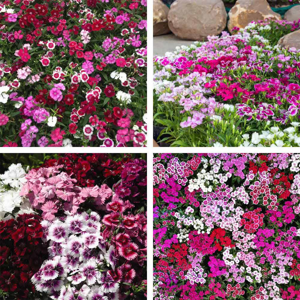 Thompson and Morgan Dianthus Pinks Festival Mixed Garden Ready Plant 15 Pack Image 1