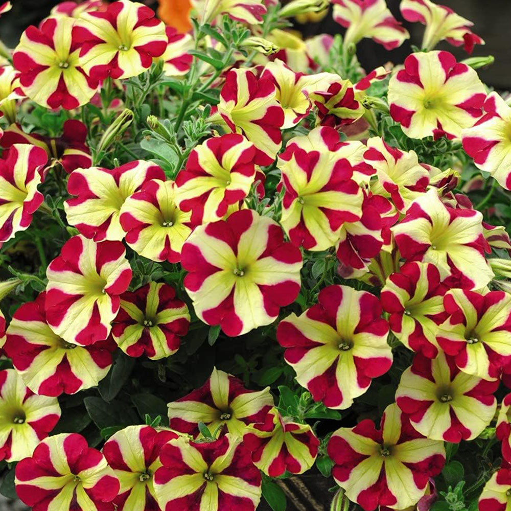 Thompson and Morgan Nurserymans Choice Petunia Postiplugs 100 Pack Image 5