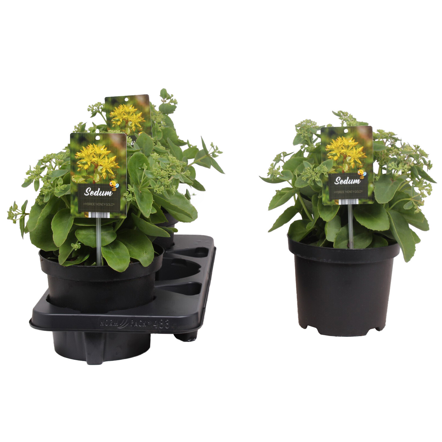 Sedum Honey Gold - Yellow Image