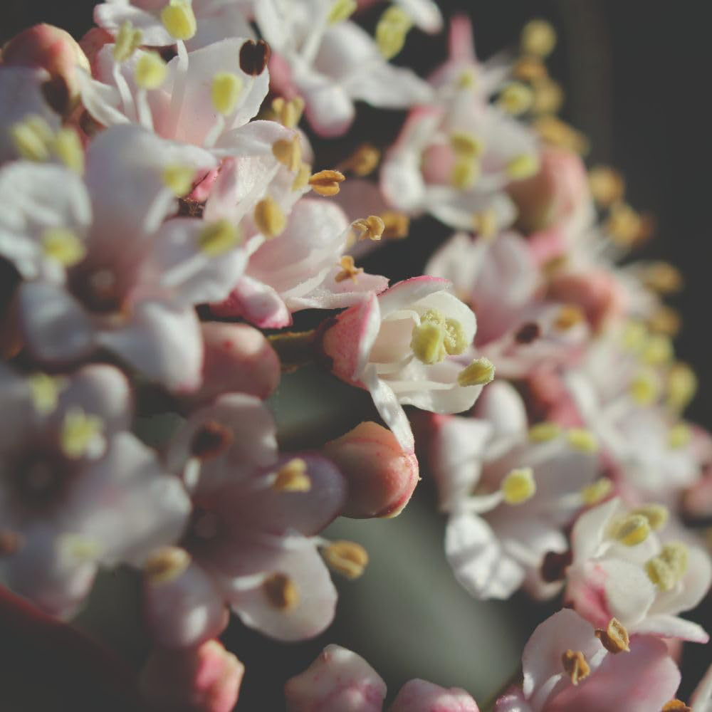 Thompson and Morgan Viburnum Tinus Eve Price Plant in Pot 18L Image 2