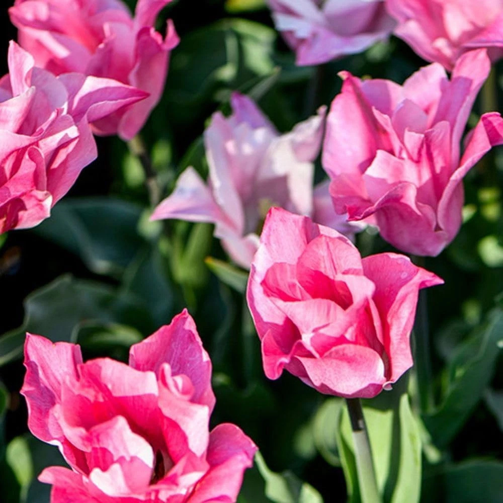 Thompson and Morgan Tulip Miss Elegance Planting Bulb 32 Pack Image 5