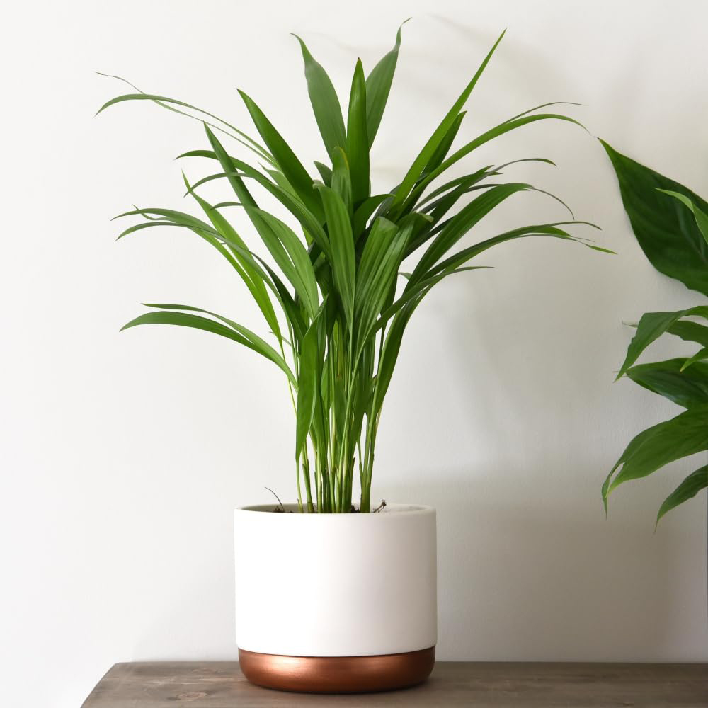 Thompson and Morgan Areca Dypsis Palm Tree Golden Cane Palm Potted Plant 9cm 2 Pack Image 3