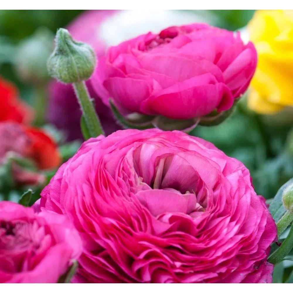 Thompson and Morgan Ranunculus Pink Autumn Planting Bulb 32 Pack Image 2