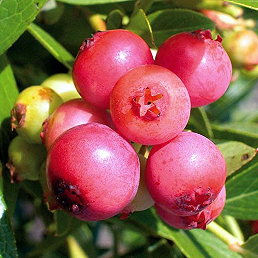 Thompson and Morgan Blueberry Vaccinium Pink Lemonade Potted Plant 9cm Image 2