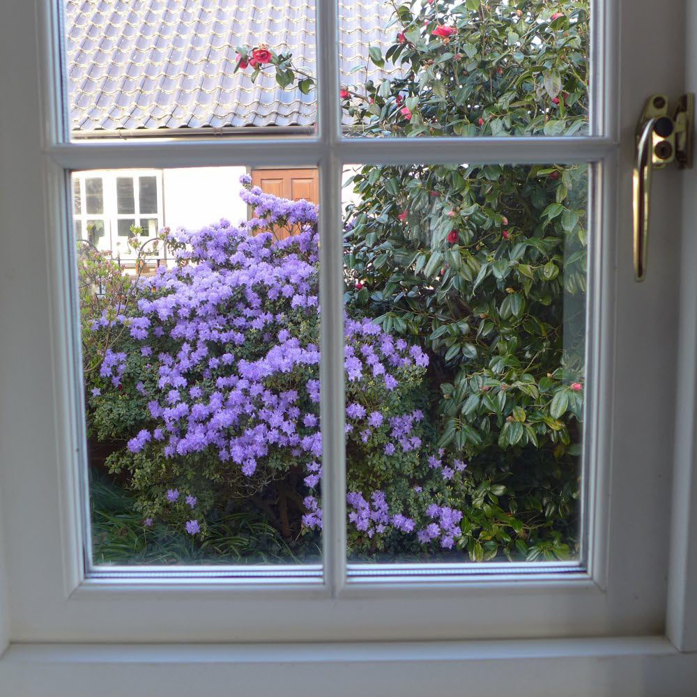 Thompson and Morgan Rhododendron Dwarf Blue Plant Pot 2L Image 3