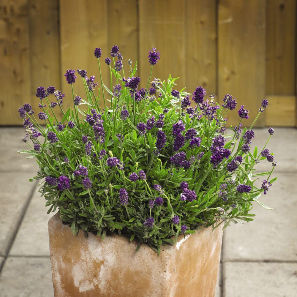 Thompson & Morgan Lavender Mini Blue Seeds Image 2