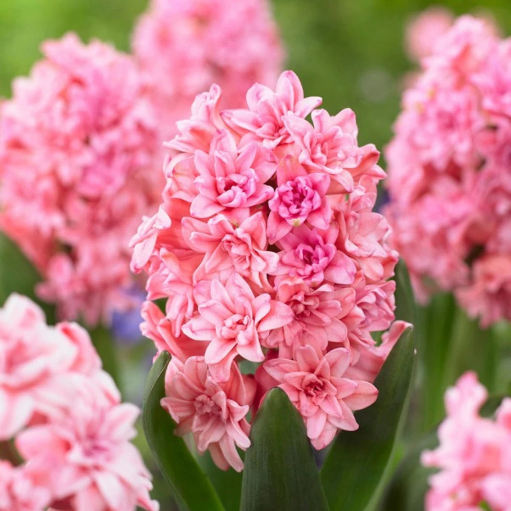 Thompson and Morgan Hyacinth Spring Beauty Pink Planting Bulb 10 Pack Image 3