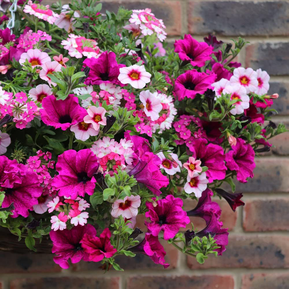 Thompson and Morgan Eton Mess Preplanted Hanging Basket 35cm Image 2
