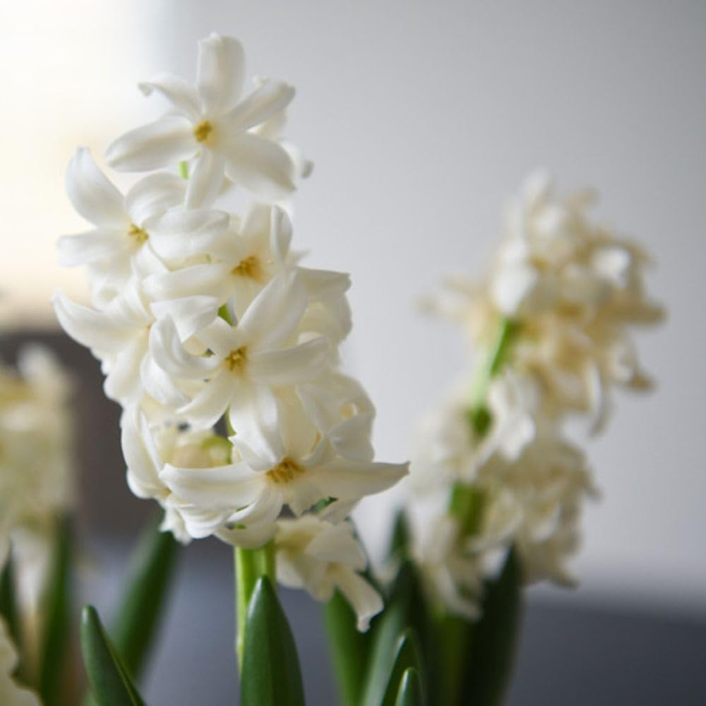 Thompson and Morgan Christmas Gift Hyacinth White Pearl 5 Planting Bulb in Pot 2 Pack Image 6