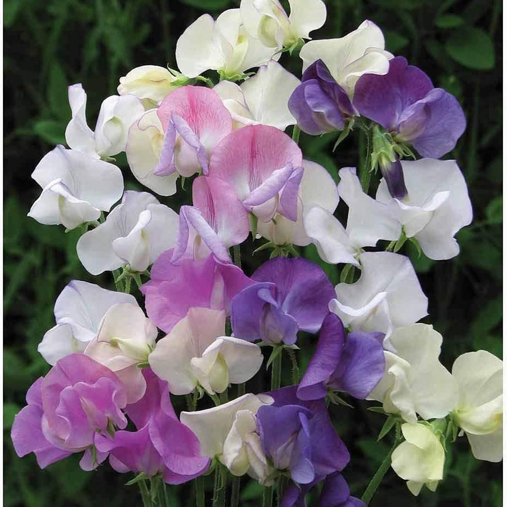 Thompson and Morgan Sweet Peas Seed Growing Kit Image 2