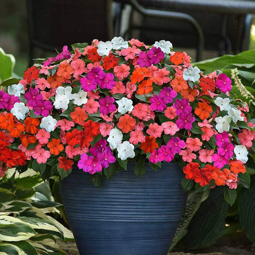 Thompson and Morgan Busy Lizzie Beacon Mixed Garden Ready Plant 15 Pack Image 2