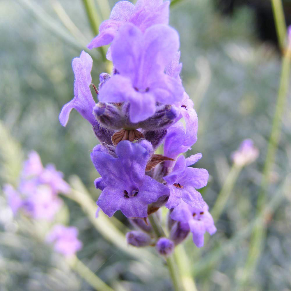 Thompson and Morgan Lavender Munstead Plant Plug 48 Pack Image 3