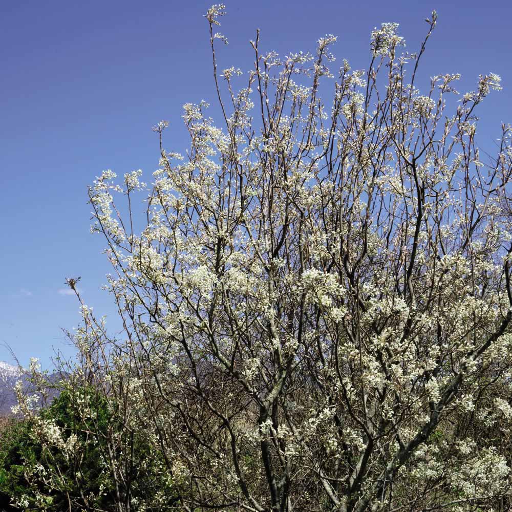 Thompson and Morgan Amelanchier Juneberry Canadensis Plant Pot 3L Image 5