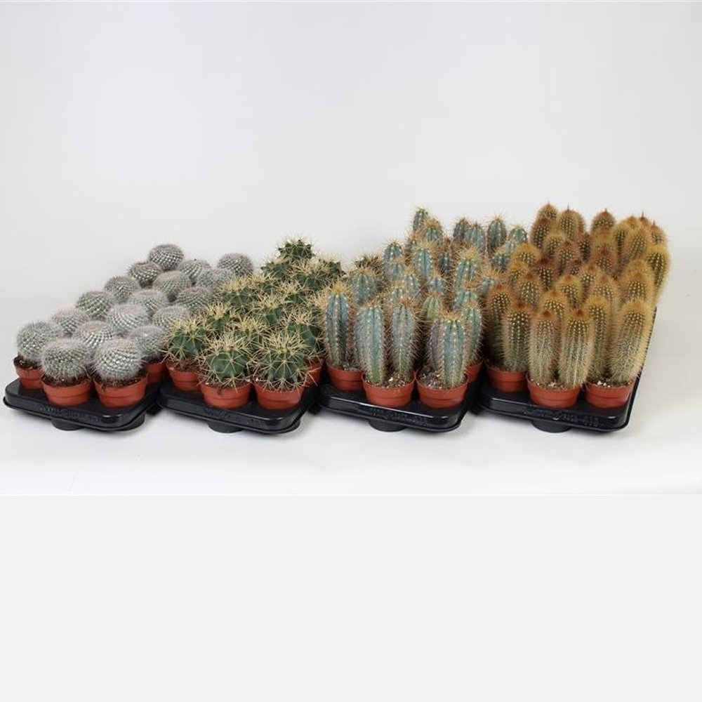 Thompson & Morgan Cactus Mix Potted Plant 10.5cm 5 Pack Image 6