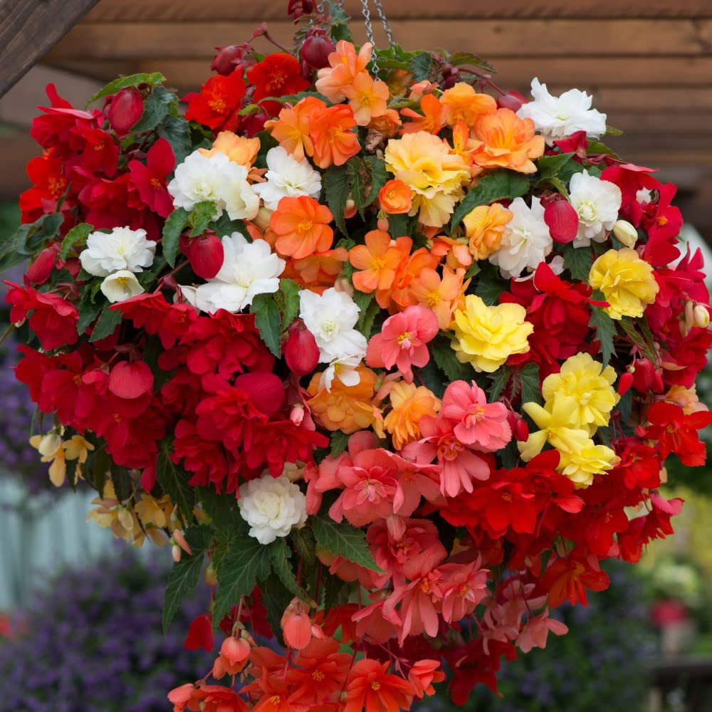 Thompson and Morgan Begonia Illumination Mix Preplanted Hanging Basket 25cm Image 3