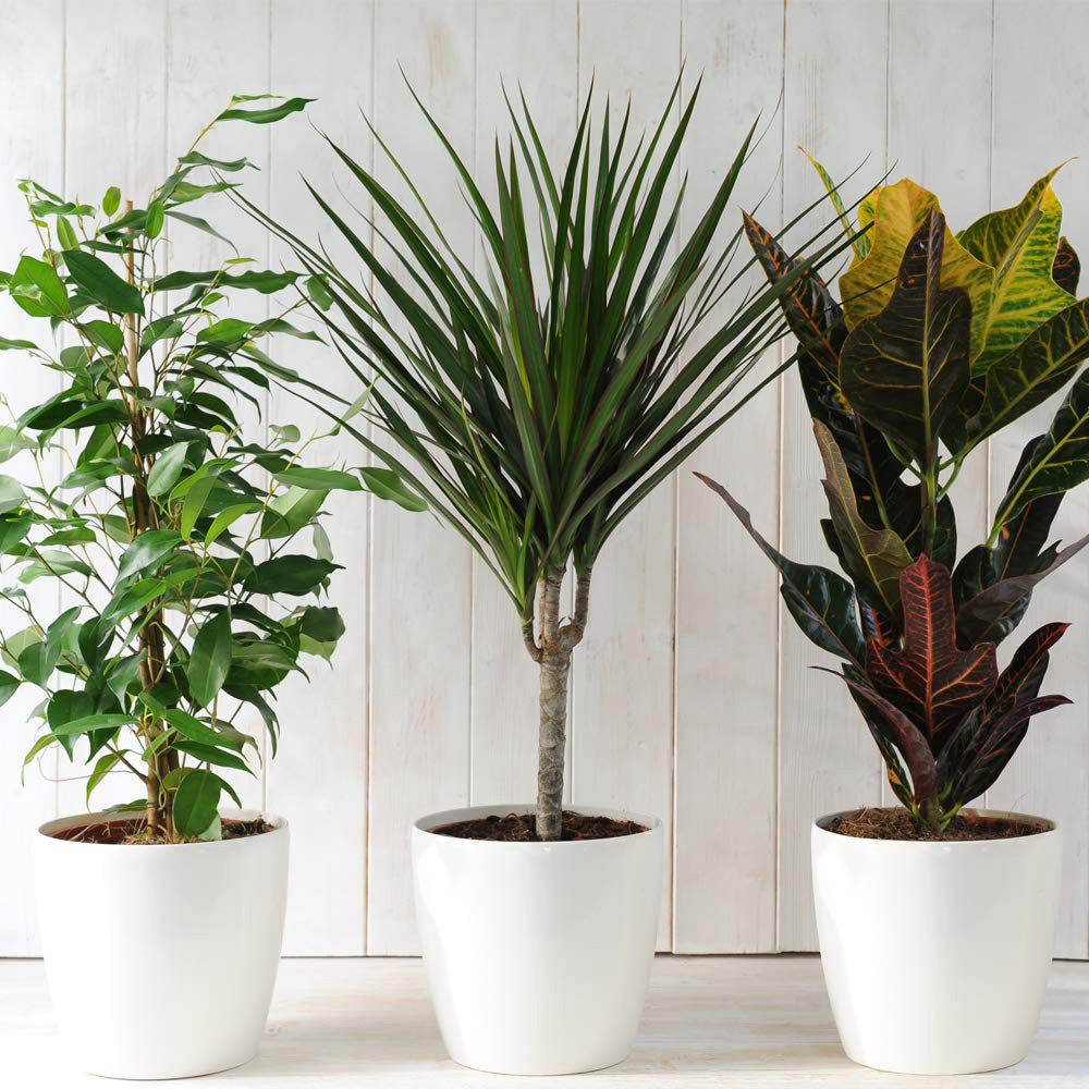 Evergreen Air Purifying Indoor Mix Collection Plant Pot 12cm 3 Pack Image 2