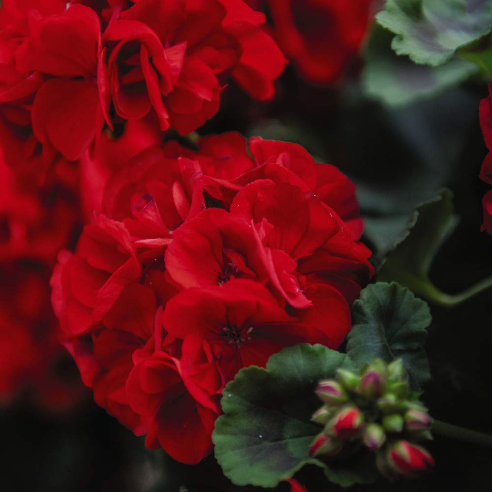 Thompson and Morgan Geranium Best Red Plant Plug 72 Pack Image 1