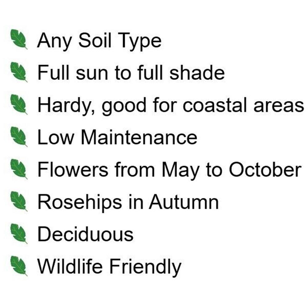 Inspirational Gifting White Hedging Rose Bare Root Hedge Plant Saplings 1-2ft 20 Pack Image 5