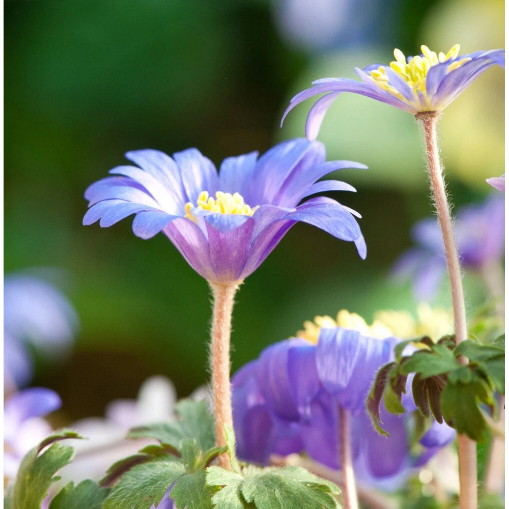 Thompson and Morgan Anemone Blanda Mixed Planting Bulb 80 Pack Image 5