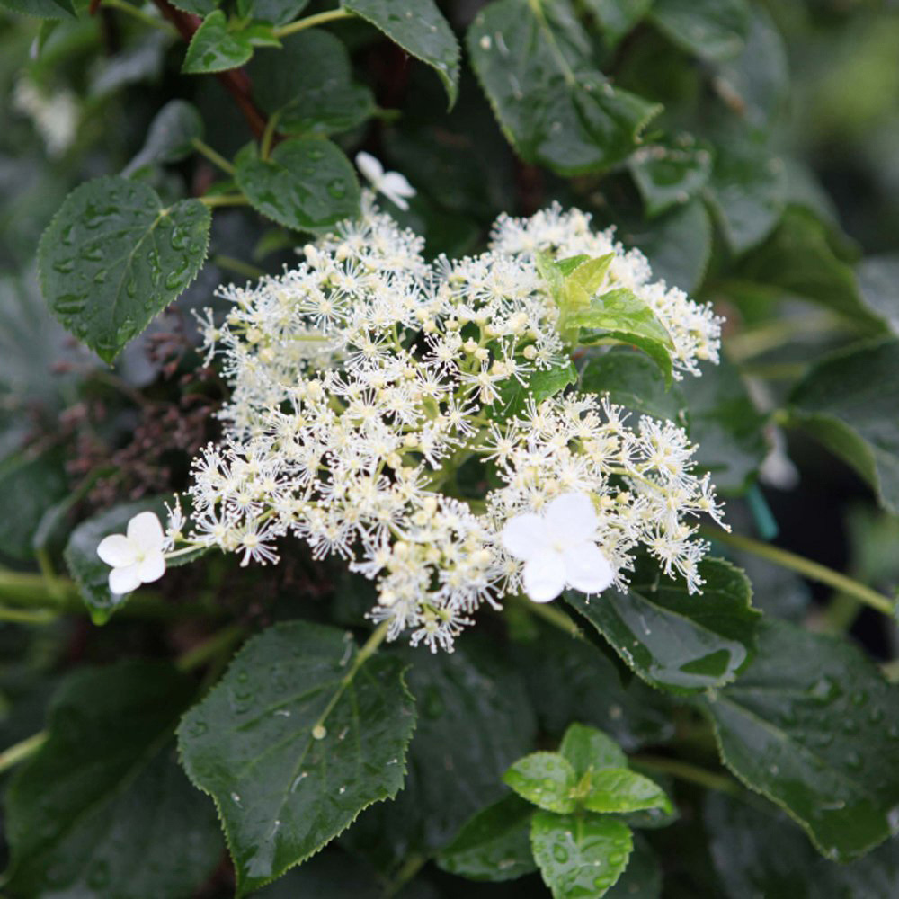 Thompson and Morgan Hydrangea Petiolaris Plant Pot 2L 2 Pack Image 2