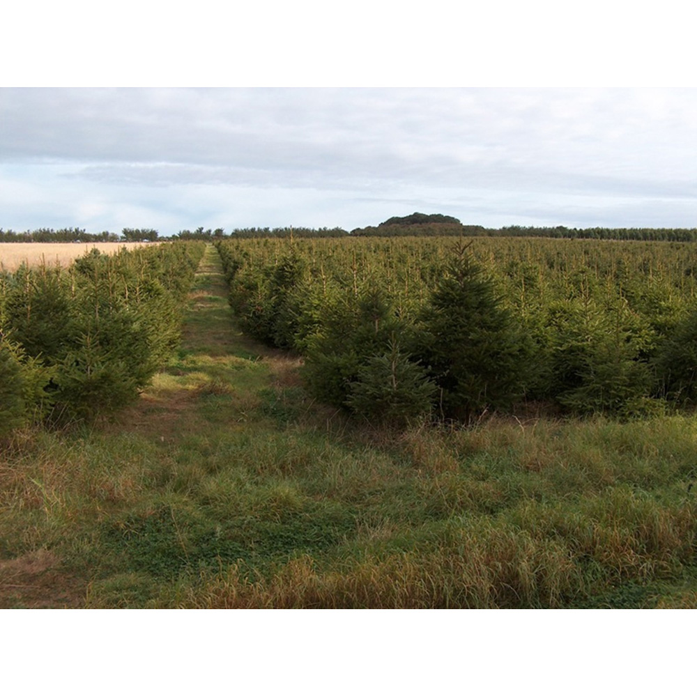 Inspirational Gifting Norway Spruce Christmas Tree Evergreen Bare Root Plant Sapling 40-70cm 5 Pack Image 4