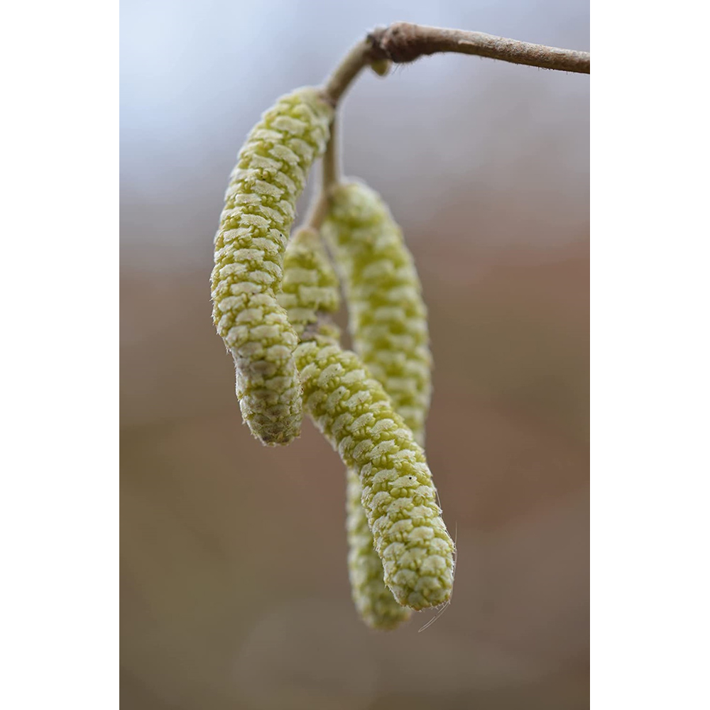 Inspirational Gifting Hazel Bare Root Hedge Plant Saplings 3ft 10 Pack Image 6