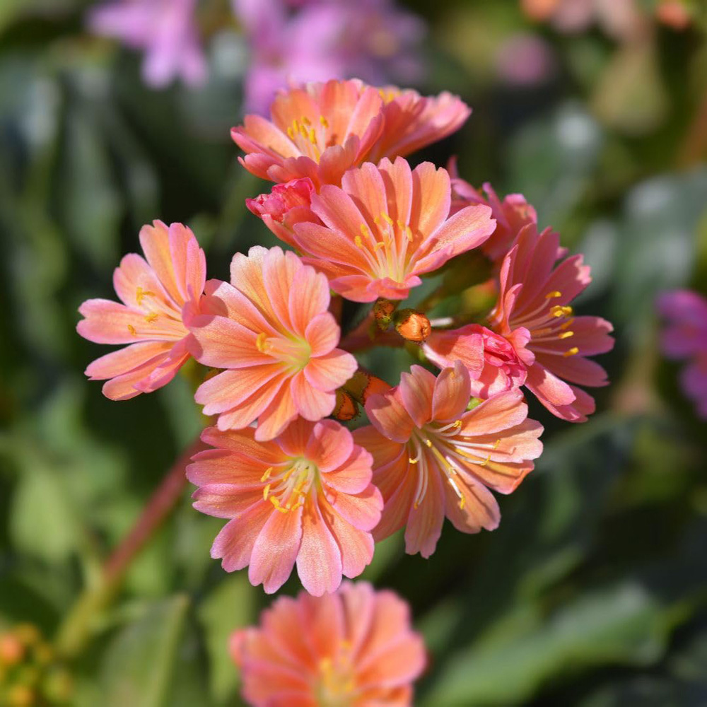 Thompson and Morgan Lewisia Cotyledon Mountain Dreams Plant Pot 10.5cm Image 2