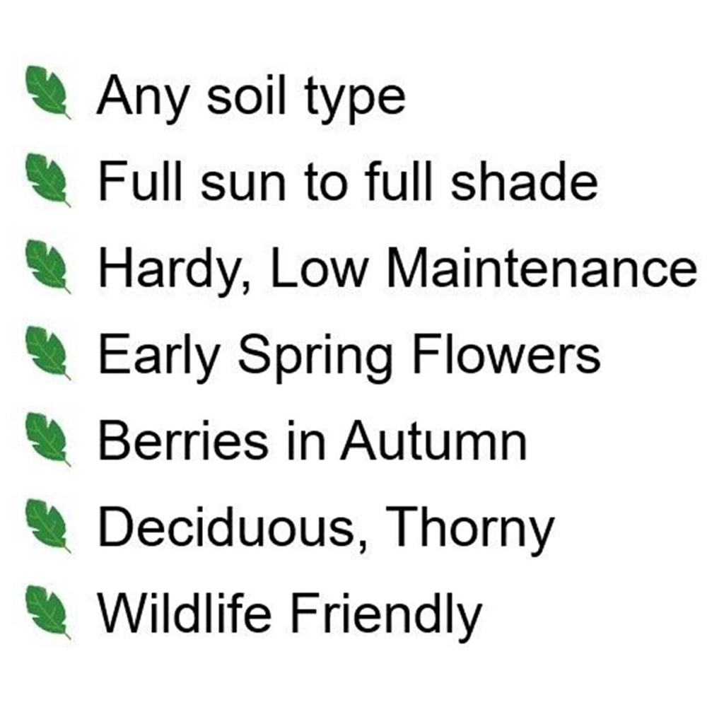 Inspirational Gifting Hawthorn Bare Root Hedge Plant Sapling 4-5ft 5 Pack Image 7