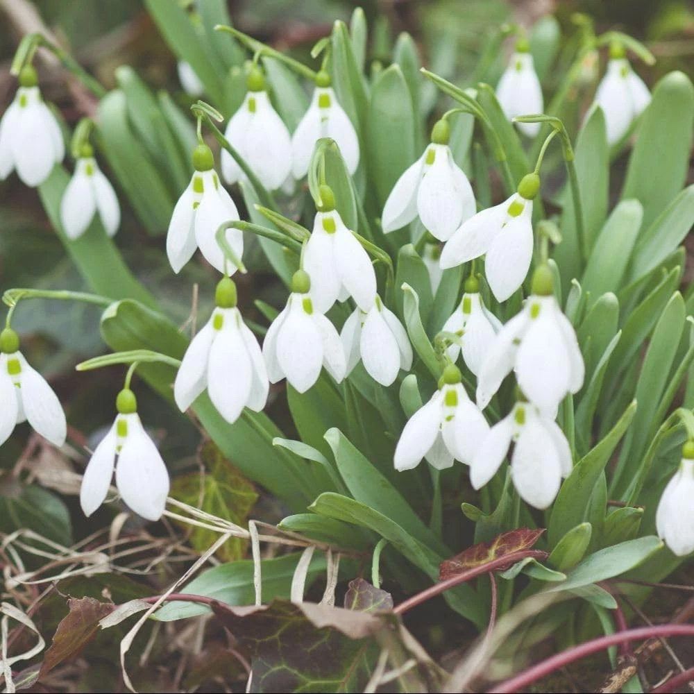 Thompson and Morgan Galanthus Nivalis Single Flowered Autumn Planting Bulb 16 Pack Image 2