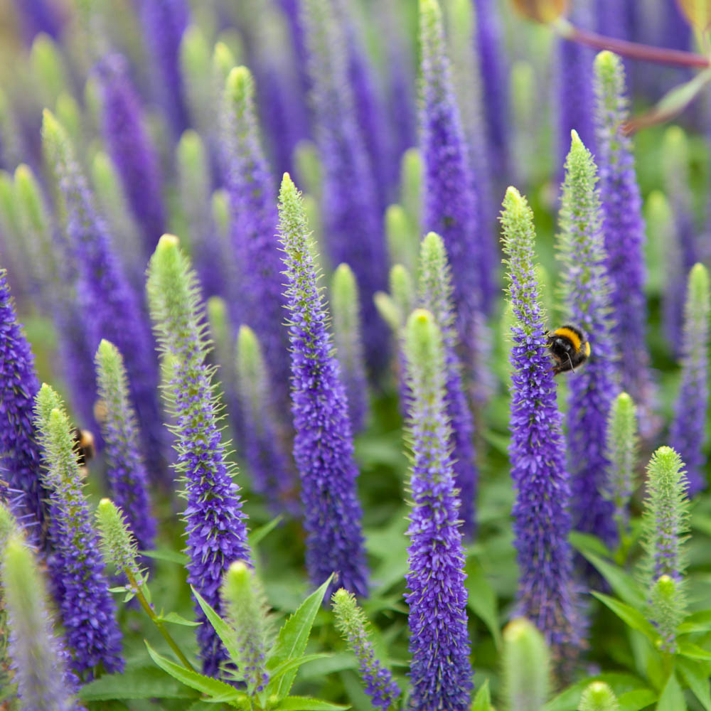 YouGarden Veronica Ulster Dwarf Blue Spiked Speedwell Plant Pot 3 Pack Image 1