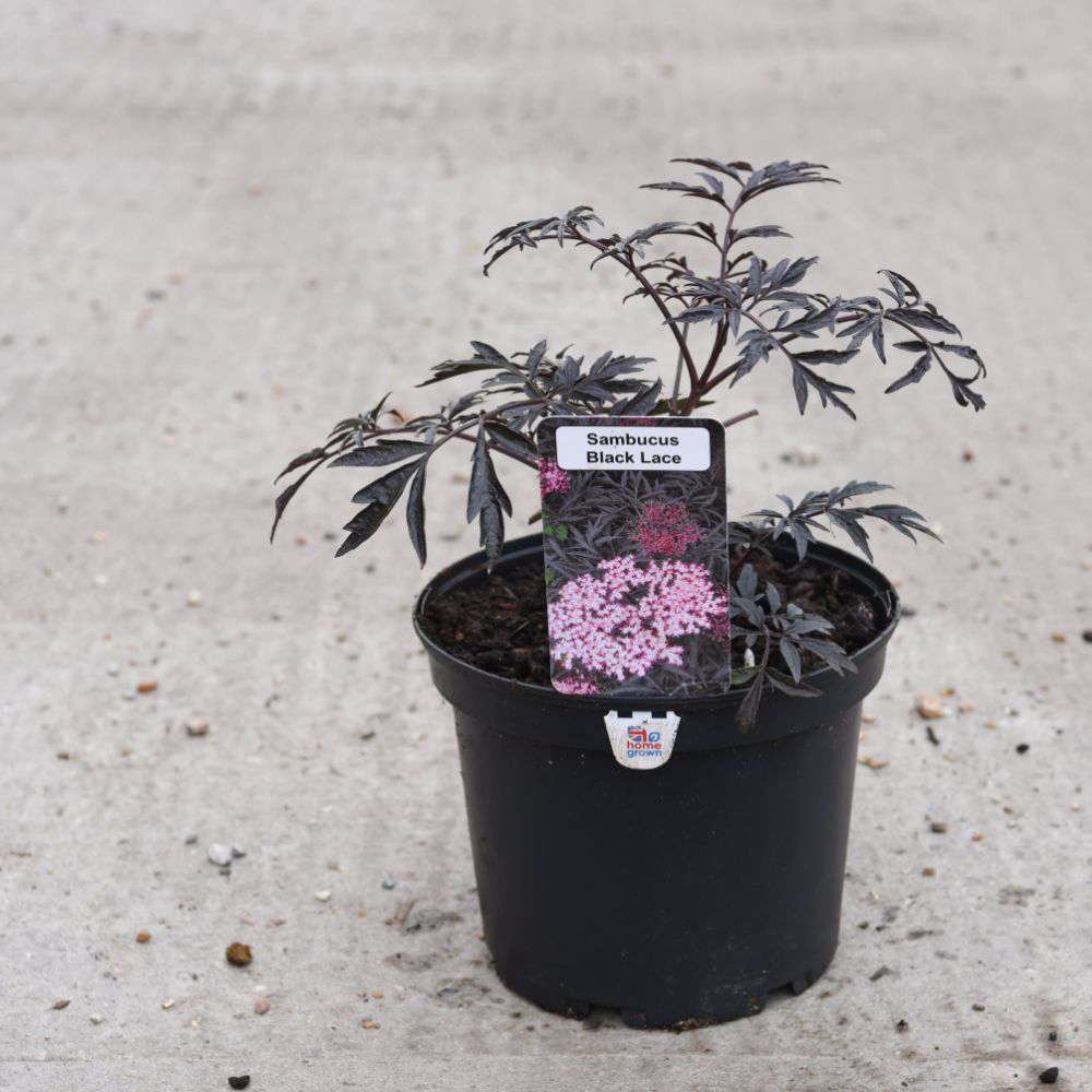 Thompson and Morgan Sambucus Nigra Black Lace Plant Pot 3.5L Image 2