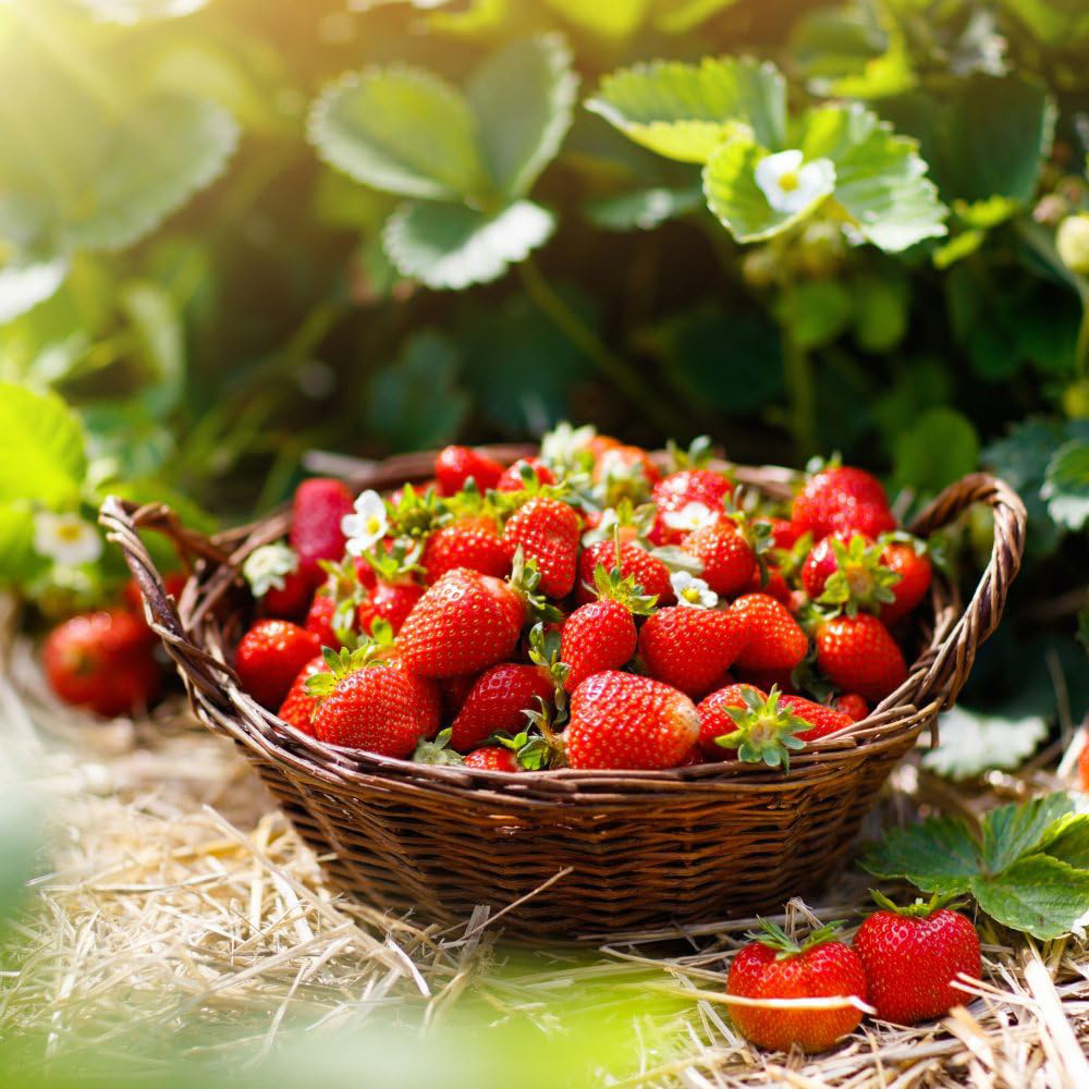 Thompson and Morgan Strawberry Duo Plant in Pot 9cm 4 Pack Image 2