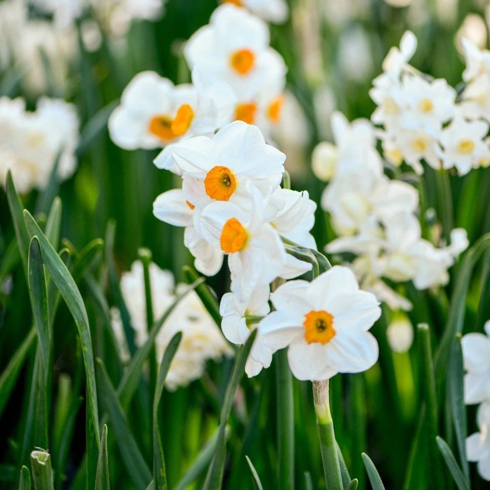 Thompson and Morgan Daffodil Most Scented Mixed Planting Bulb 42 Pack Image 3