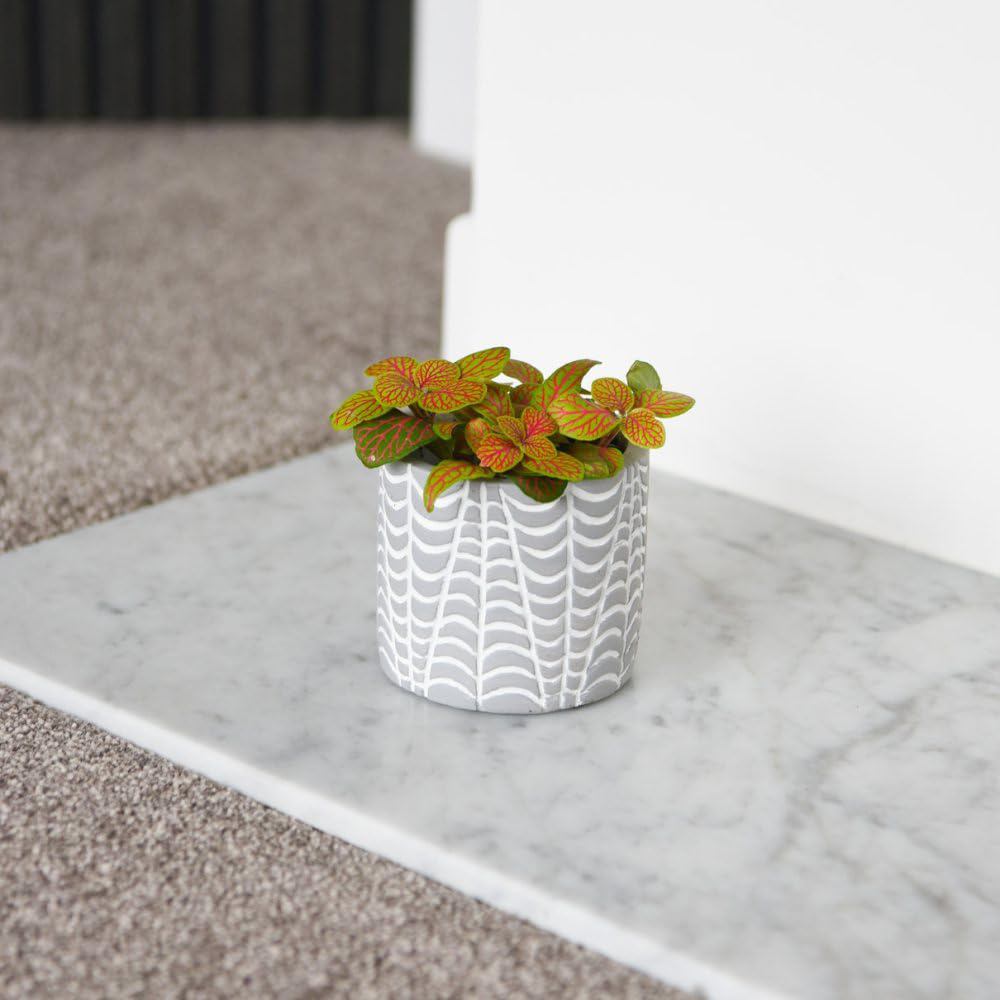 Thompson and Morgan Fittonia Mosaic Skeleton Plant Pot 8.5cm Image 2