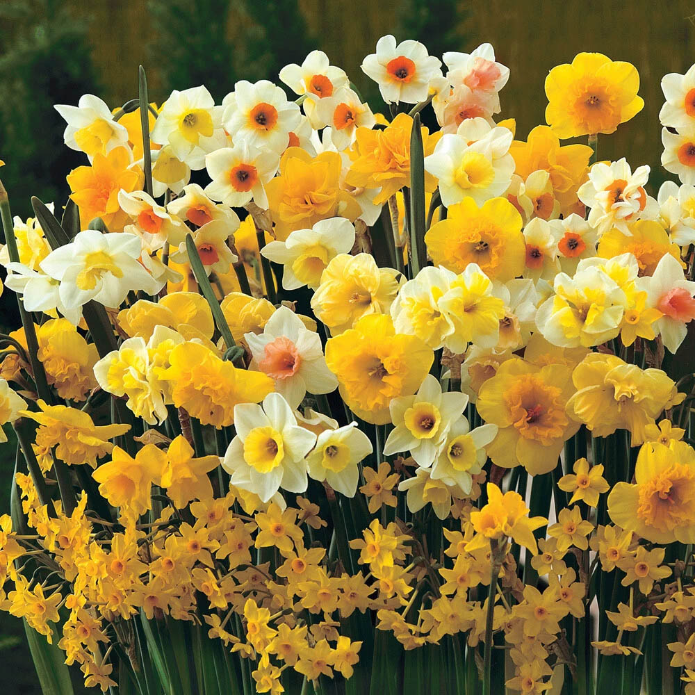 Thompson and Morgan Daffodil Sweet Aroma Mixed Spring Planting Bulb 8 Pack Image 3
