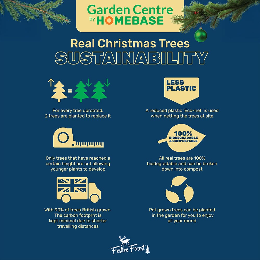 Nordman Fir Real Christmas Tree - Green / 7ft Image 2