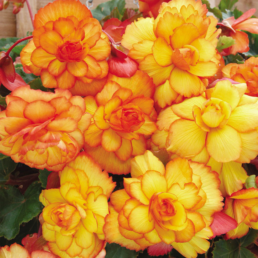 YouGarden Begonia Apricot Fiery Shades Tubers 10 Pack Image 2