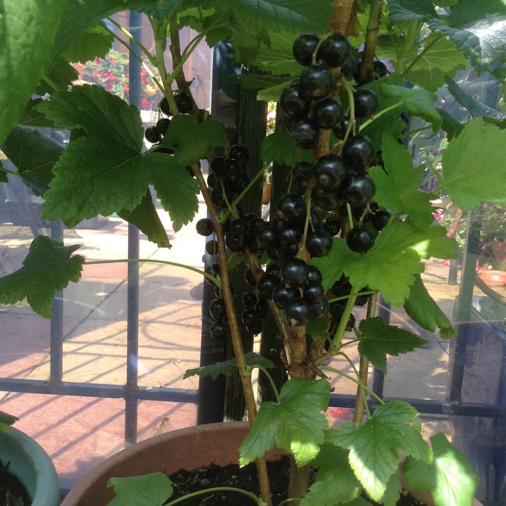 Thompson and Morgan Blackcurrant Ribes Ben Connan Plant Pot 3L Image 2