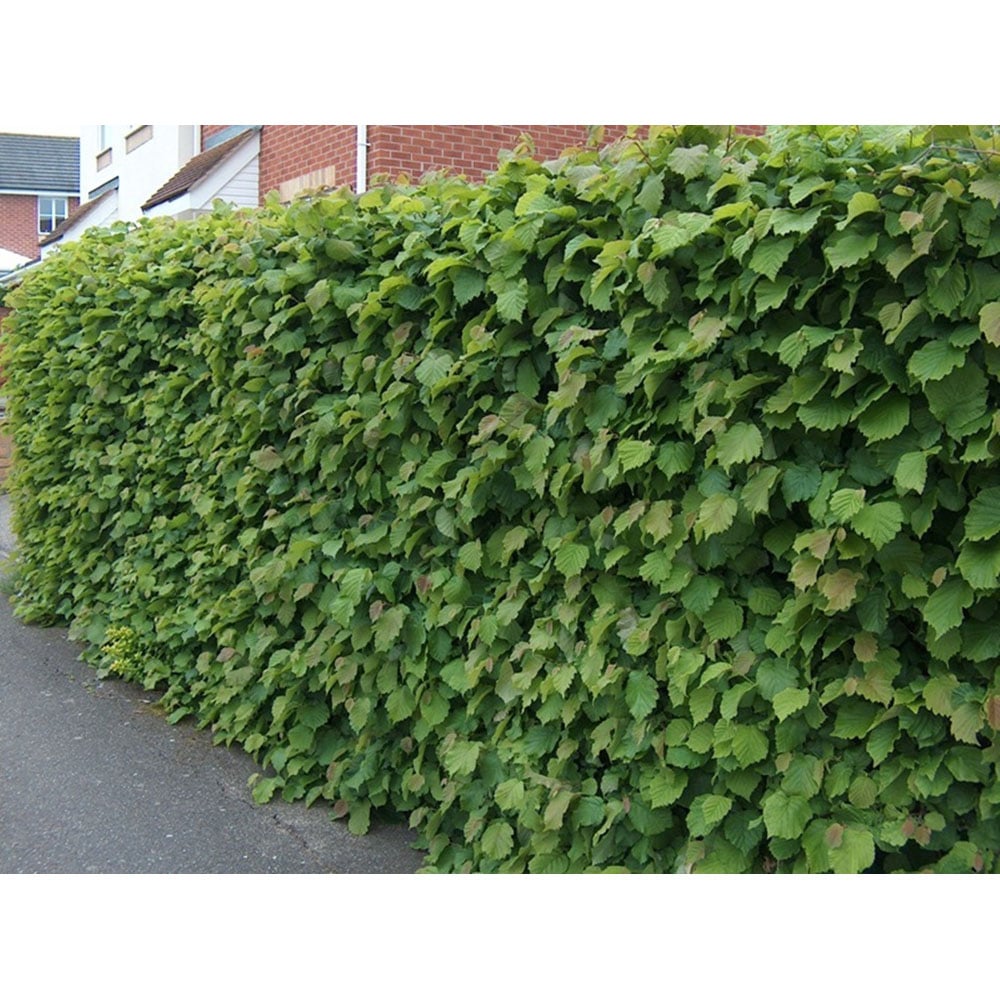 Inspirational Gifting Hazel Bare Root Hedge Plant Saplings 4ft 10 Pack Image 3