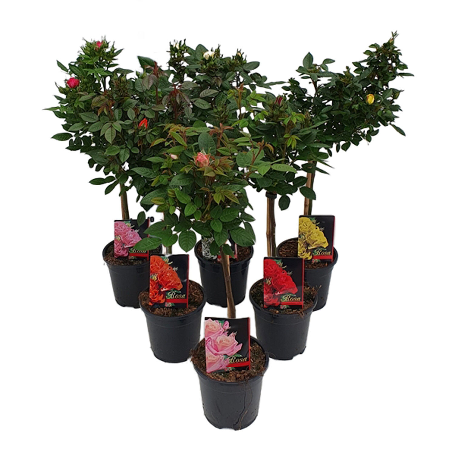 Roses on Stem 17cm - Green Image