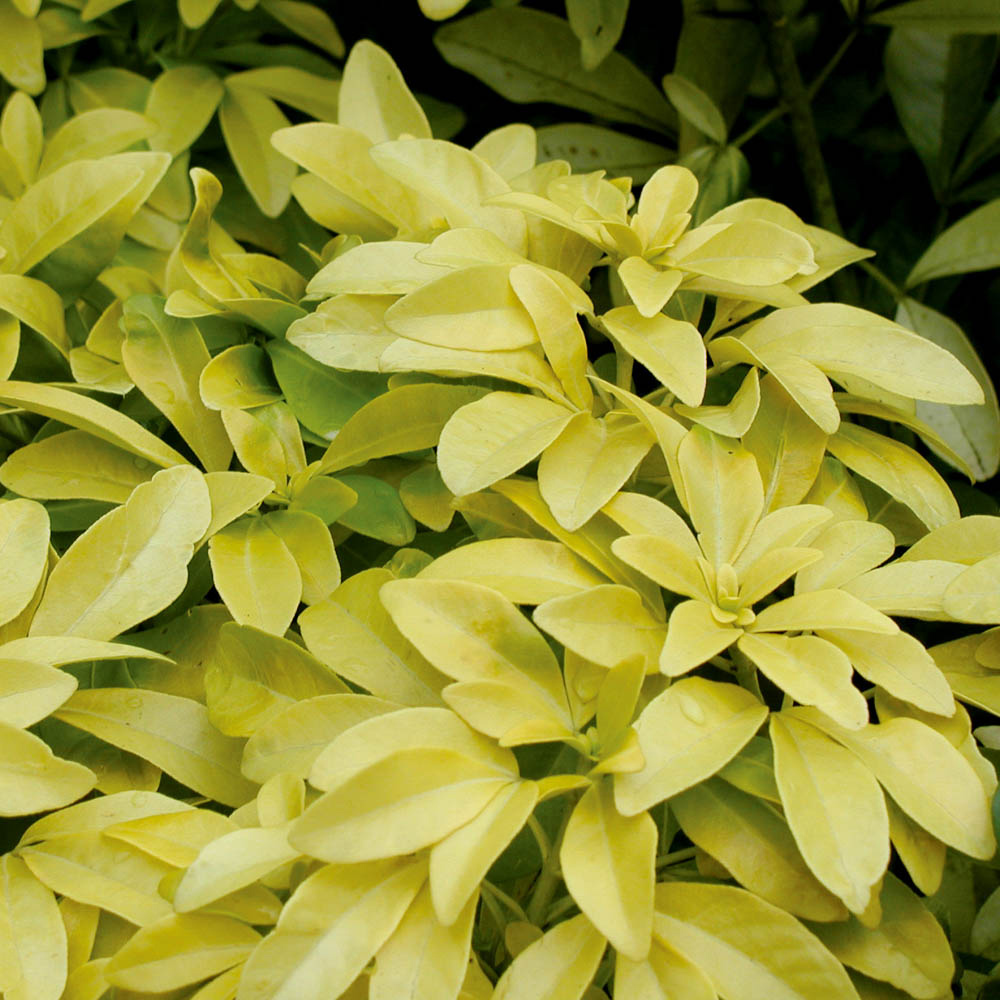 YouGarden Evergreen Shrub Collection 6 Pack Image 4