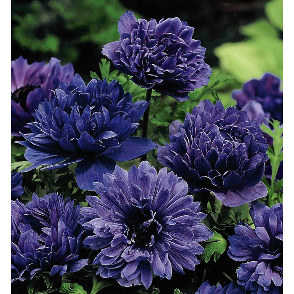 Thompson and Morgan Anemone Lord Lieutenant Autumn Planting Bulb 20 Pack Image 2