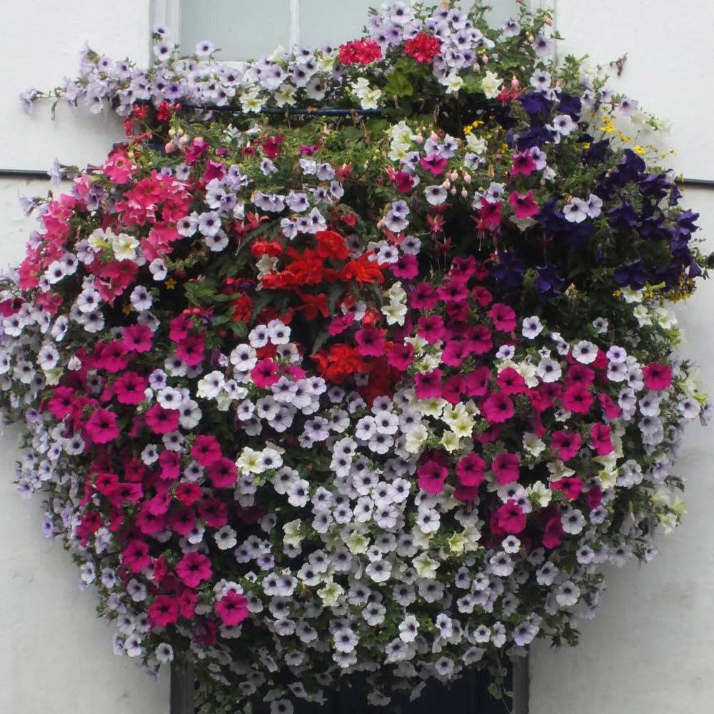 Thompson and Morgan Petunia Surfinia Preplanted Hanging Basket 20cm 4 Pack Image 3