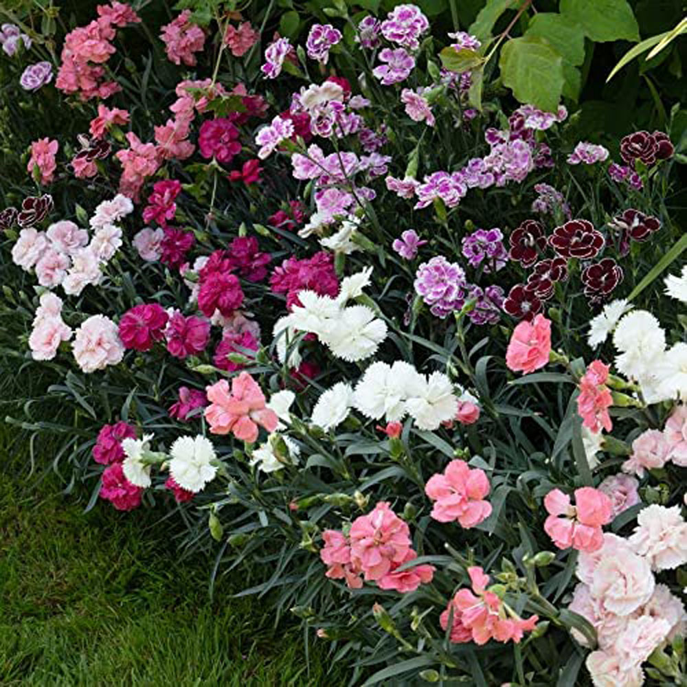 Thompson and Morgan Dianthus Caryophyllus Scented Pleasures Collection Postiplugs 20 Pack Image 4