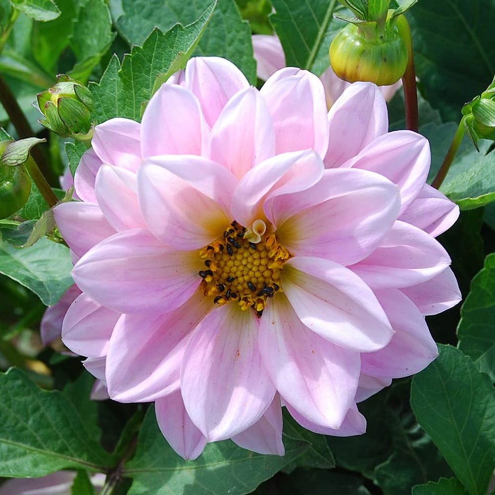 Thompson and Morgan Dahlia Figaro Garden Ready Plant 15 Pack Image 5