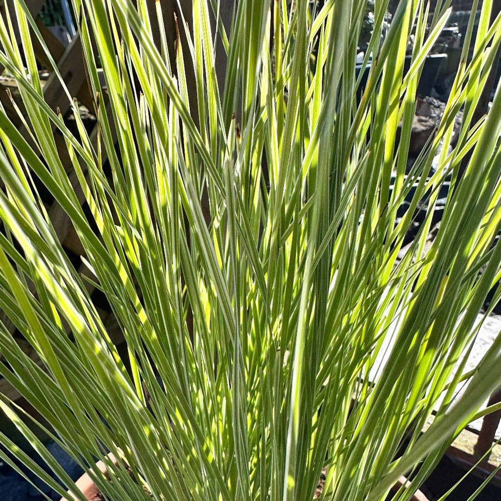 Thompson and Morgan Lomandra Arctic Frost Plant Pot 9cm Image 2